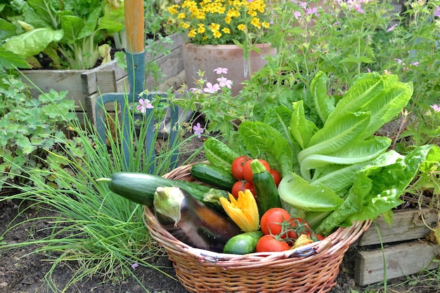 Cesta cheia de vegetais sazonais recém-colhidos no jardim com ferramentas de jardinagem