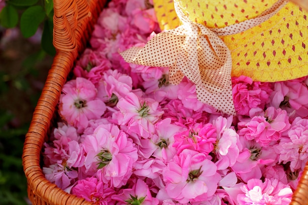 Cesta com flor de rosas de óleo-de-rosa.