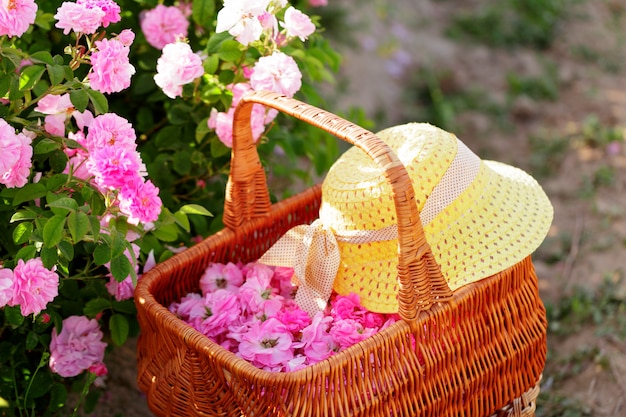 Cesta com flor de rosas de óleo-de-rosa.