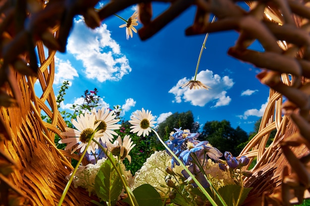 Cesta com flores de camomila e hortênsia contra um céu azul com nuvens