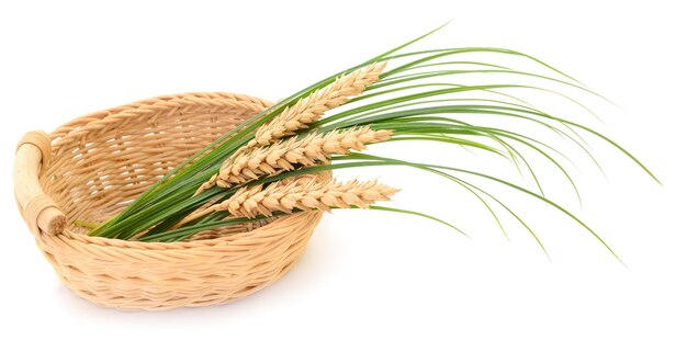 Cesta com grama verde e orelhas maduras