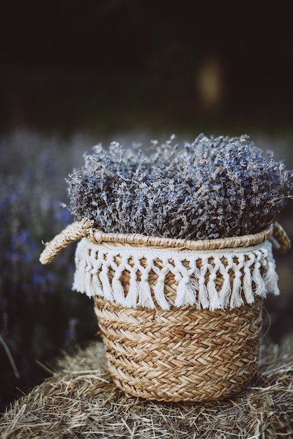 Cesta com lavanda em um palheiro em um campo de lavanda