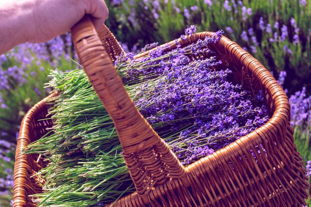 Cesta com lavanda no campo