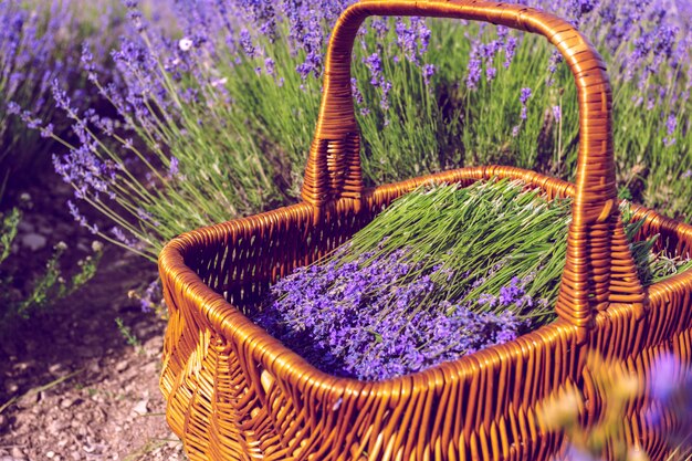 Foto cesta com lavanda no campo