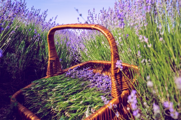 Foto cesta com lavanda no campo