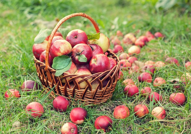 Cesta com maçãs orgânicas na grama no pomar de outono