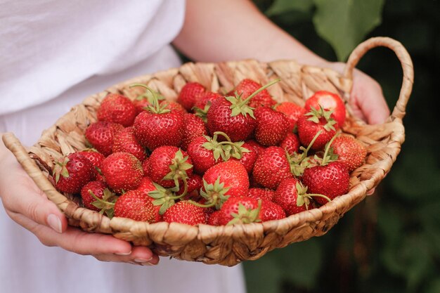 Cesta com morangos nas mãos femininas Jardinagem em casa