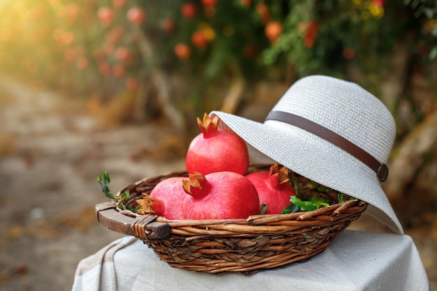 Cesta com romãs e um chapéu de sol contra o pano de fundo de um jardim de romã