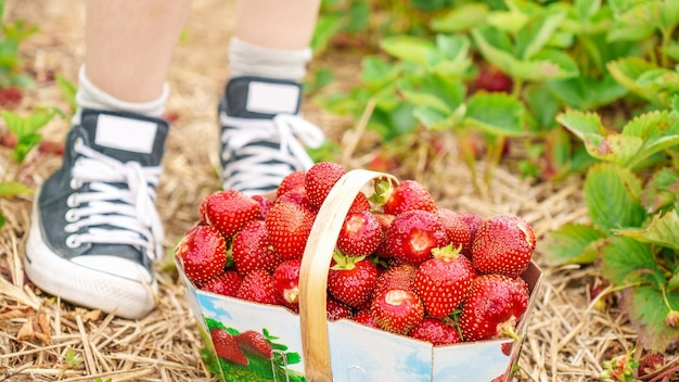 Cesta completa con fresas rojas frescas después de la cosecha en el suelo junto a zapatos negros