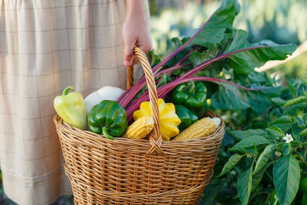 Cesta con una cosecha de verduras frescas en la mano de una mujer