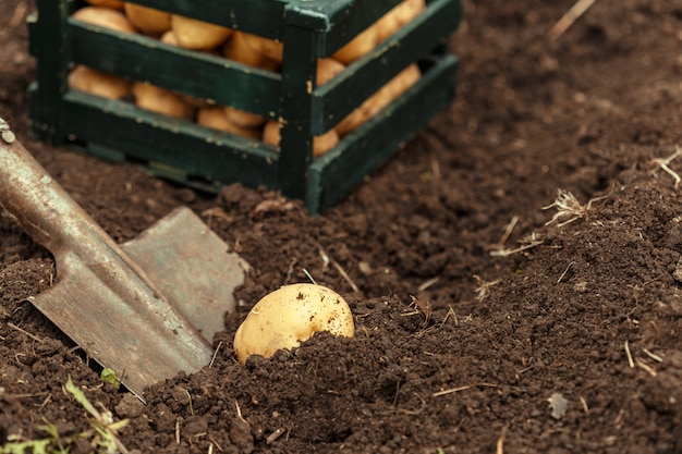 Cesta de batatas novas saborosas frescas