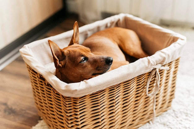 cesta de dormir para cachorro pequeno marrom