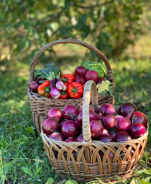 cesta de legumes frescos e orgânicos