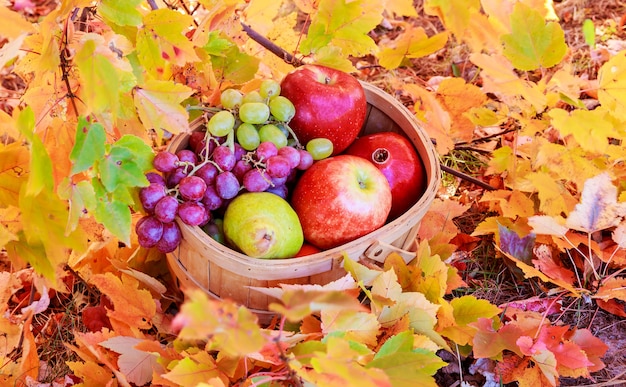 Cesta de maçãs e uvas na grama verde