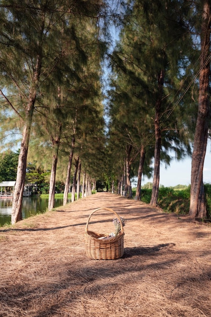 Cesta de madeira com flor colocada no caminho no túnel de pinheiros e sol à noite