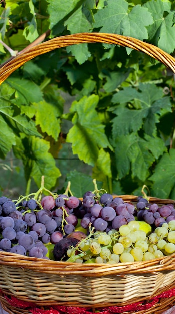 Foto cesta de uvas e figos