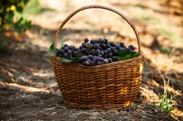 Cesta de uvas pretas Uvas de vinho tinto Vinhedo francês