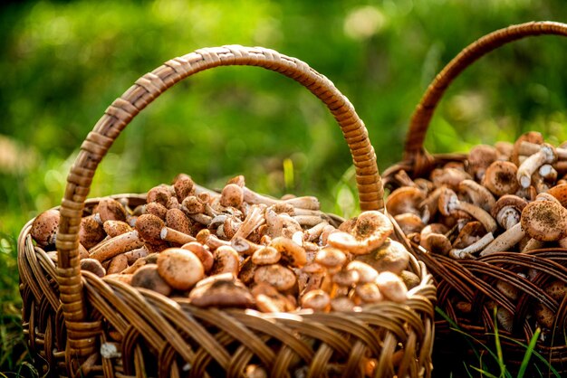 Cesta de vime com cogumelos Cogumelo porcini na floresta Cogumelos na cesta Deliciosos cogumelos selvagens recém-colhidos do cogumelo da floresta local em uma cesta de vime em uma grama verde