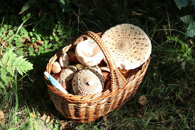 Cesta de vime com cogumelos fica em uma vista de cima de uma estrada florestal