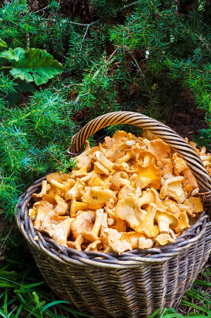 Cesta de vime com cogumelos selvagens chanterelles