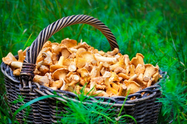 Cesta de vime com cogumelos selvagens chanterelles