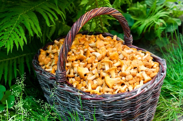 Cesta de vime com cogumelos selvagens chanterelles