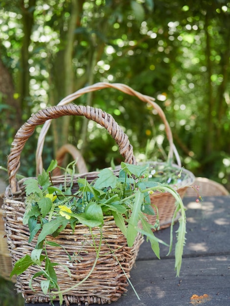 Cesta de vime com ervas coletadas no campo Coleção de plantas aromáticas na natureza atividade de lazer ao ar livre Foco seletivo