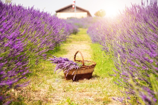 Cesta con flores de lavanda en el soleado campo de lavanda en verano