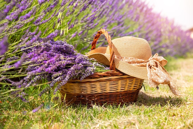 Cesta con flores de lavanda y sombrero de paja en el campo de lavanda en verano