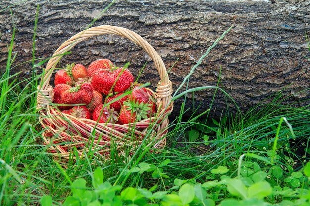 Cesta con fresas maduras rojas recogidas frescas sobre la hierba verde con tronco de árbol caído