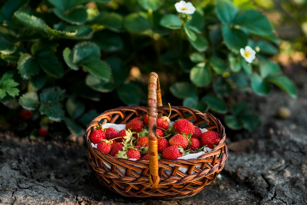 Foto cesta de fresas en el suelo