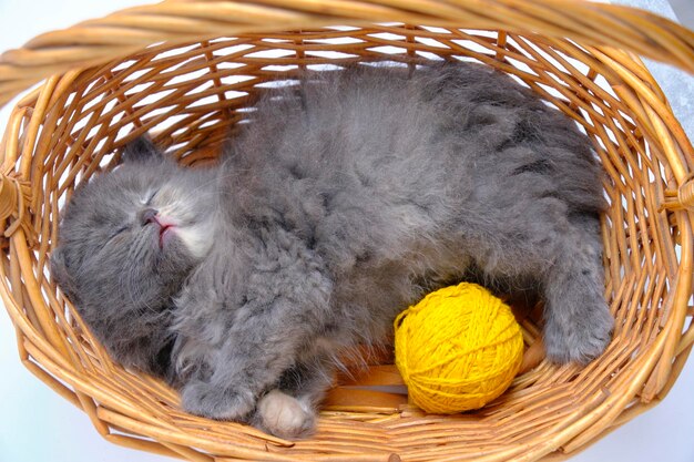 Cesta de gatito gris y esponjoso para dormir