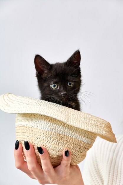 Cesta con un gatito en la palma de tu mano