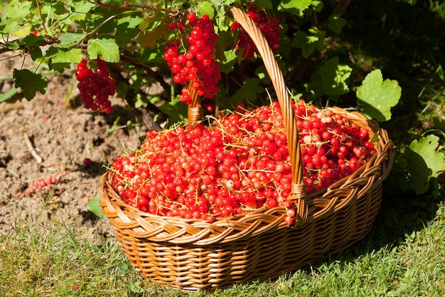 Cesta de grosellas rojas en el jardín