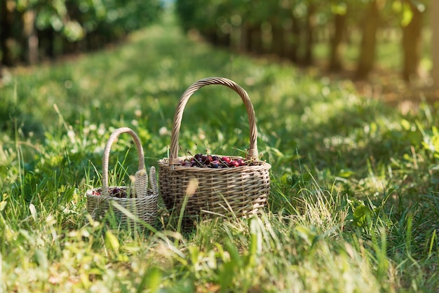 Cesta llena de cerezas rojas maduras en cerezas de hierba de jardín con esquejes recogidos del árbol