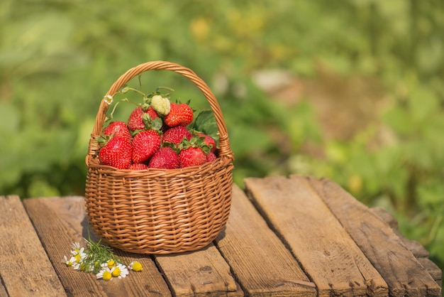 Cesta llena de fresas cerca de las plantas de fresa Fresas recién recolectadas Pasar la mañana de verano en el jardín