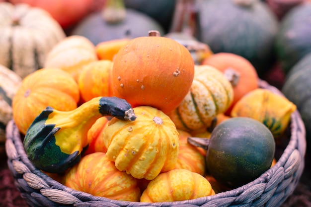 Cesta llena de pequeñas calabazas