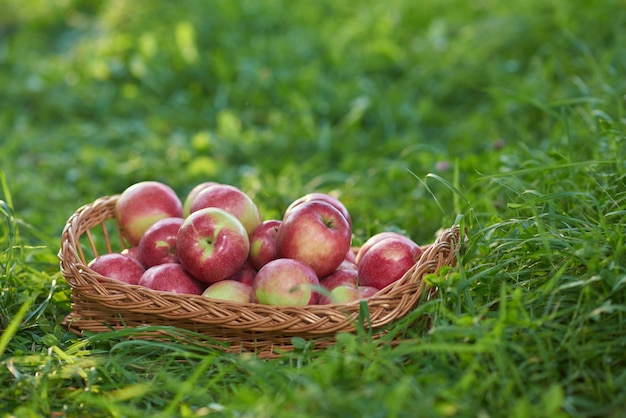 Cesta llena sabrosa y jugosa de manzana roja entre la hierba.