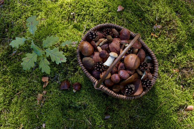 Cesta llena de setas frescas de otoño.