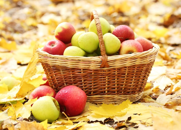 Cesta de manzanas frescas maduras en el jardín de hojas de otoño