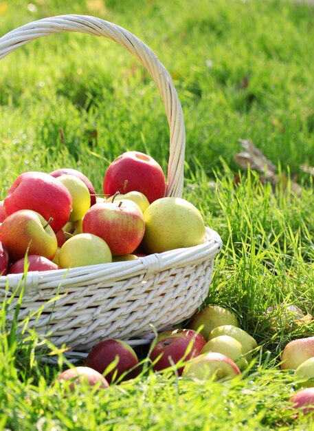 Cesta de manzanas frescas maduras en el jardín sobre la hierba verde