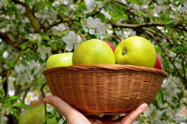 cesta con manzanas en la mano sobre un fondo de árboles en flor en el jardín