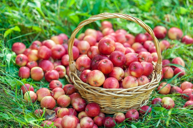 Cesta con manzanas rojas sobre la hierba