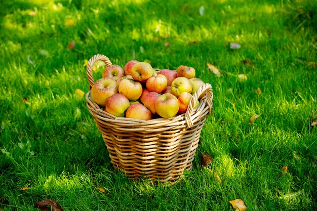 Cesta con manzanas sobre la hierba verde en el jardín