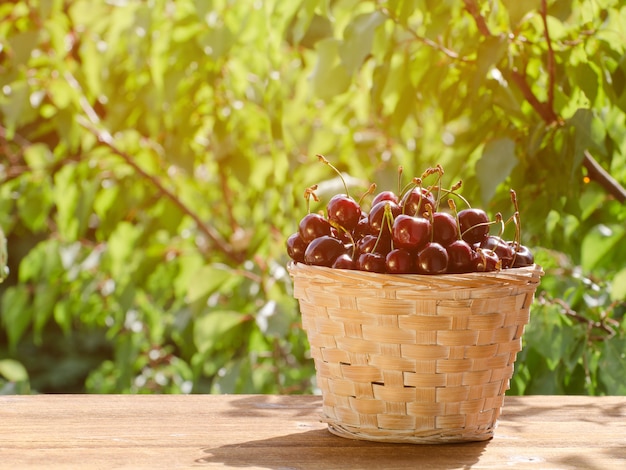 Cesta de mimbre con cerezas maduras sobre un fondo de vegetación