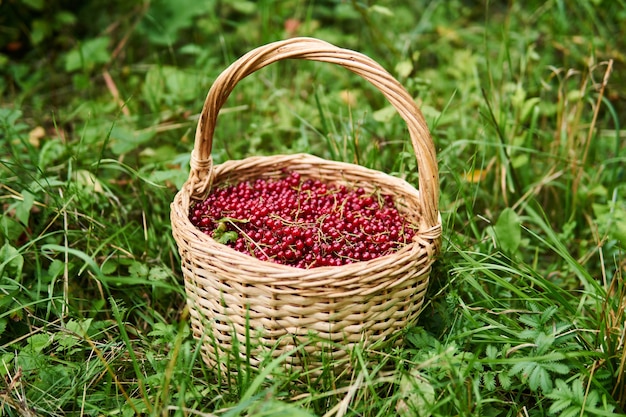 Cesta de mimbre llena de grosellas rojas de pie en la hierba