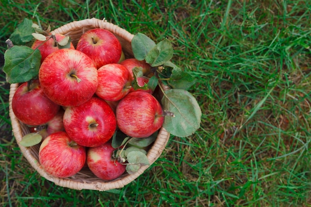 Cesta de mimbre llena de manzanas rojas maduras