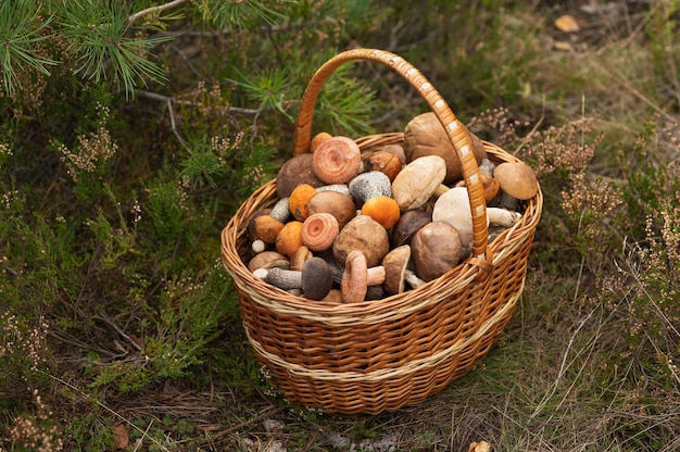 Una cesta de mimbre llena de setas frescas de otoño Luz natural