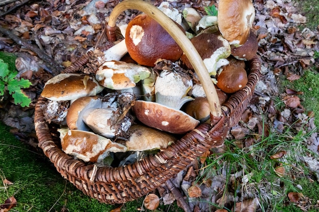 cesta de mimbre llena de setas porcini recogidas en el bosque en otoño