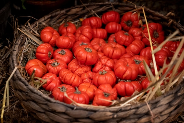 Cesta de mimbre llena de tomates rojos maduros